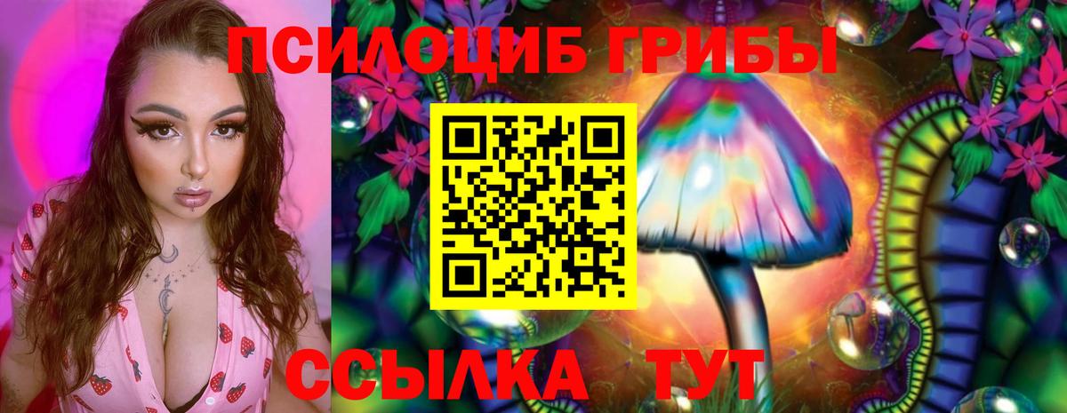 Курчатов  Галлюциногенные грибы Psilocybe  Вход с VPN 