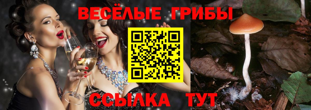 Галлюциногенные грибы Psilocybe Курчатов